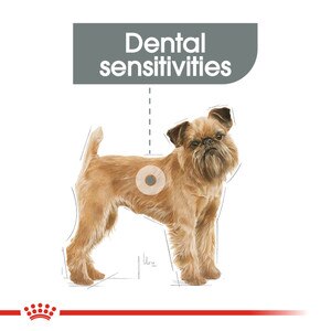 dry food for dental sensitivities